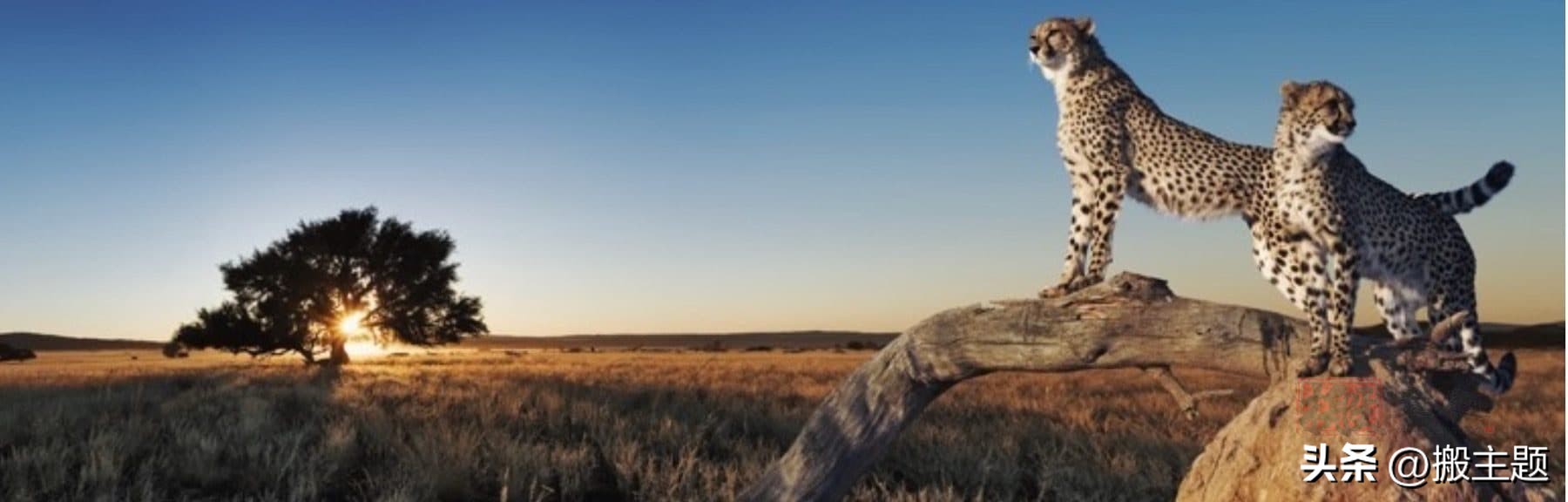 2023年最强8款WordPress缓存优化插件推荐-8