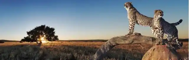 2023年最推荐的8款WordPress缓存优化插件揭秘-8